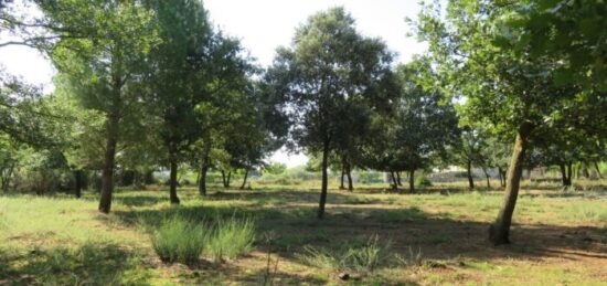 Terrain à bâtir à Langlade, Occitanie